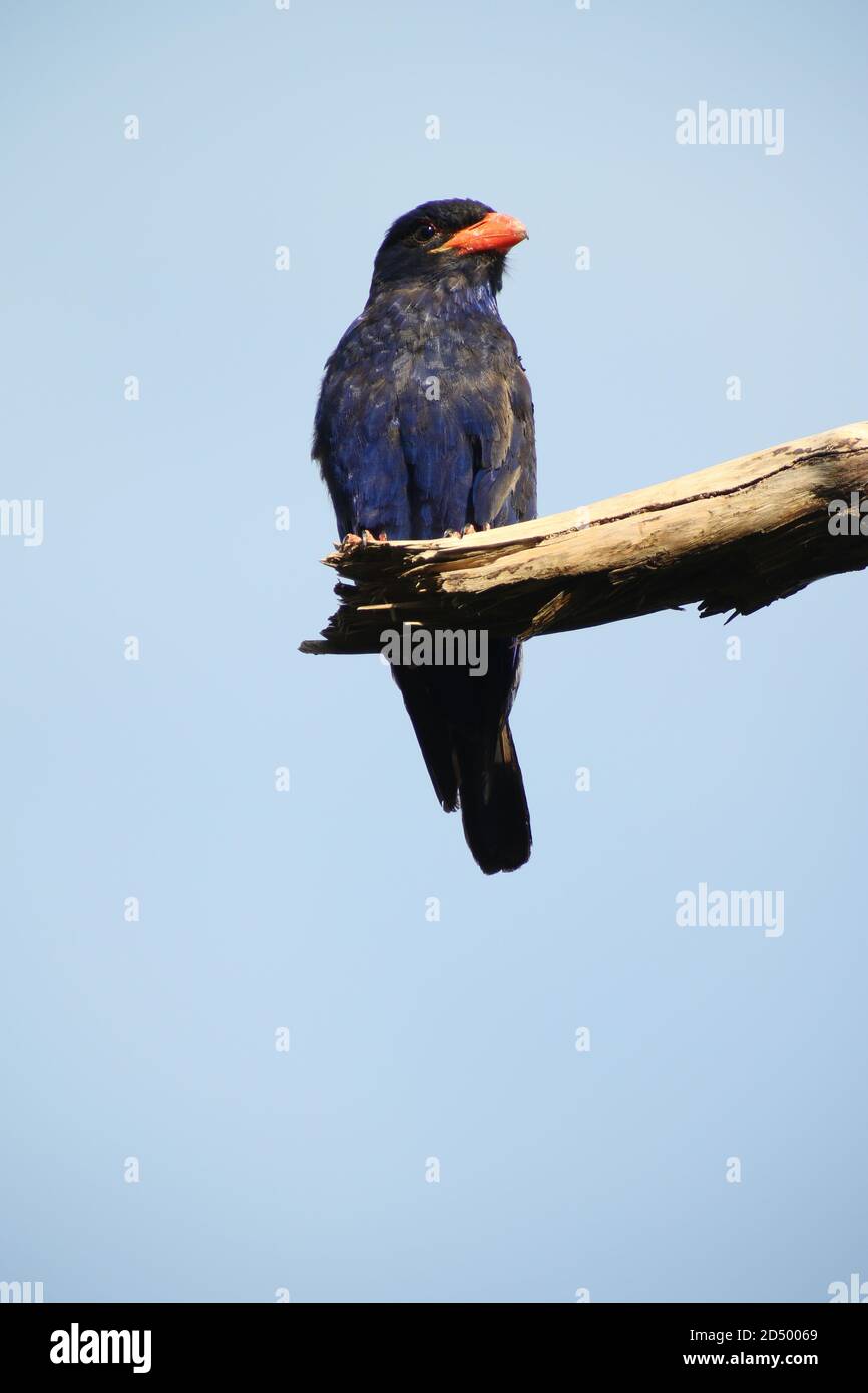 Azure Roller, Azure Dollarbird (Eurystomus azureus), auf einem horizontalen Zweig, endemisch auf den Maluku-Inseln, Indonesien, Nord-Maluku, Halmahera Stockfoto