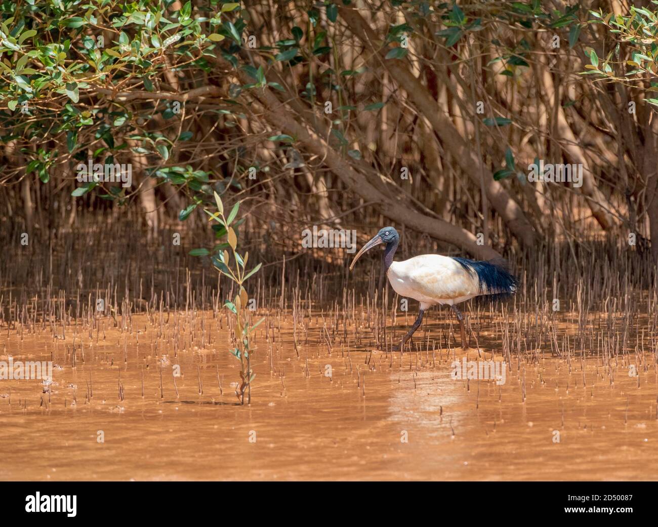 Malagasischer Heiliger Ibis (Threskiornis bernieri, Threskiornis bernieri bernieri), Spaziergang am Flussufer in Mangroven im Betsiboka-Delta, Madagaskar, Stockfoto