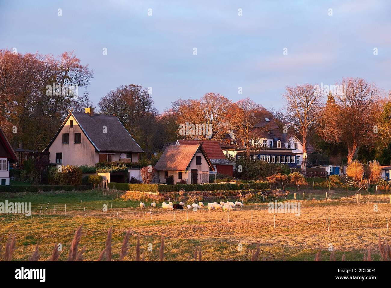 Klosterdorf auf der Insel Hiddensee in Deutschland. Traditionelle Häuser, Schafe auf einem Feld von Bauernhaus. Stockfoto