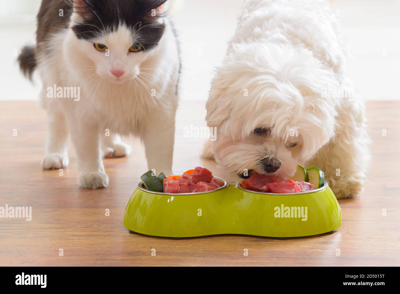 Kleiner Hund Malteser und schwarz-weisse Katze essen natürliche, organische Lebensmittel aus einer Schüssel zu Hause Stockfoto