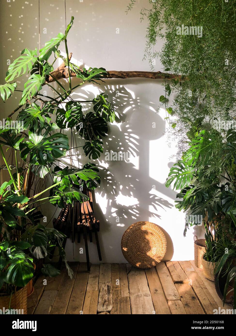 Blick auf die Zimmerpflanze Monstera im Wohnzimmer mit Holzboden. Innenanlage durch das Sonnenlicht beleuchtet. Gemütlicher Hausgarten Stockfoto