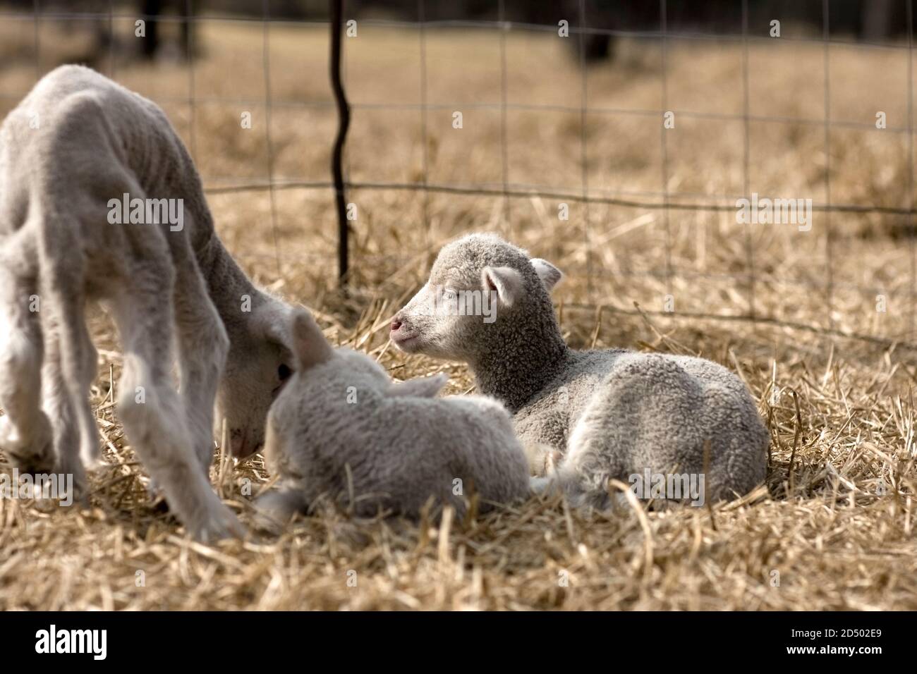 Drei schläfrige Lämmer liegen auf trockenem Gras Stockfoto