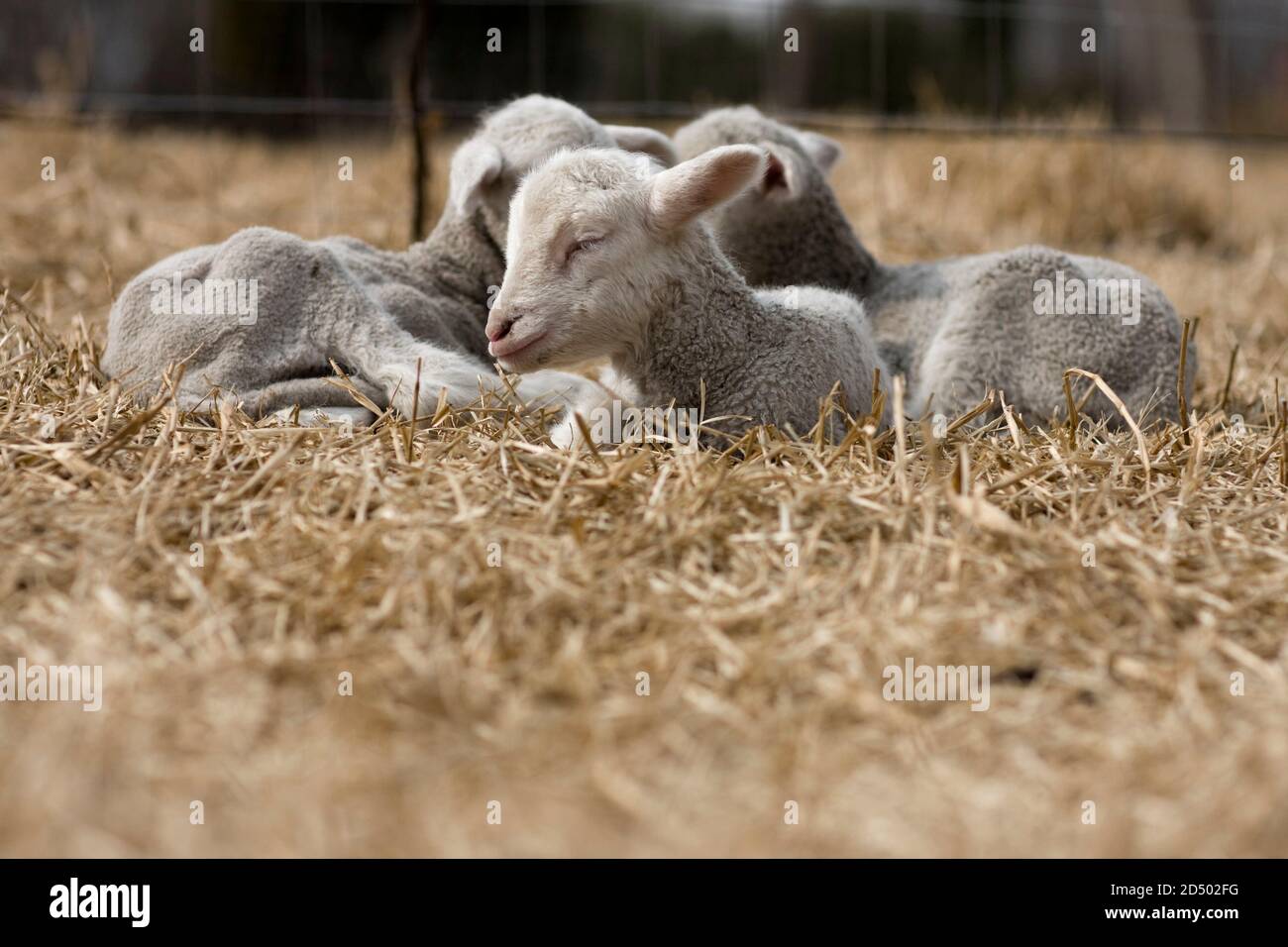 Drei schläfrige Lämmer liegen auf trockenem Gras Stockfoto