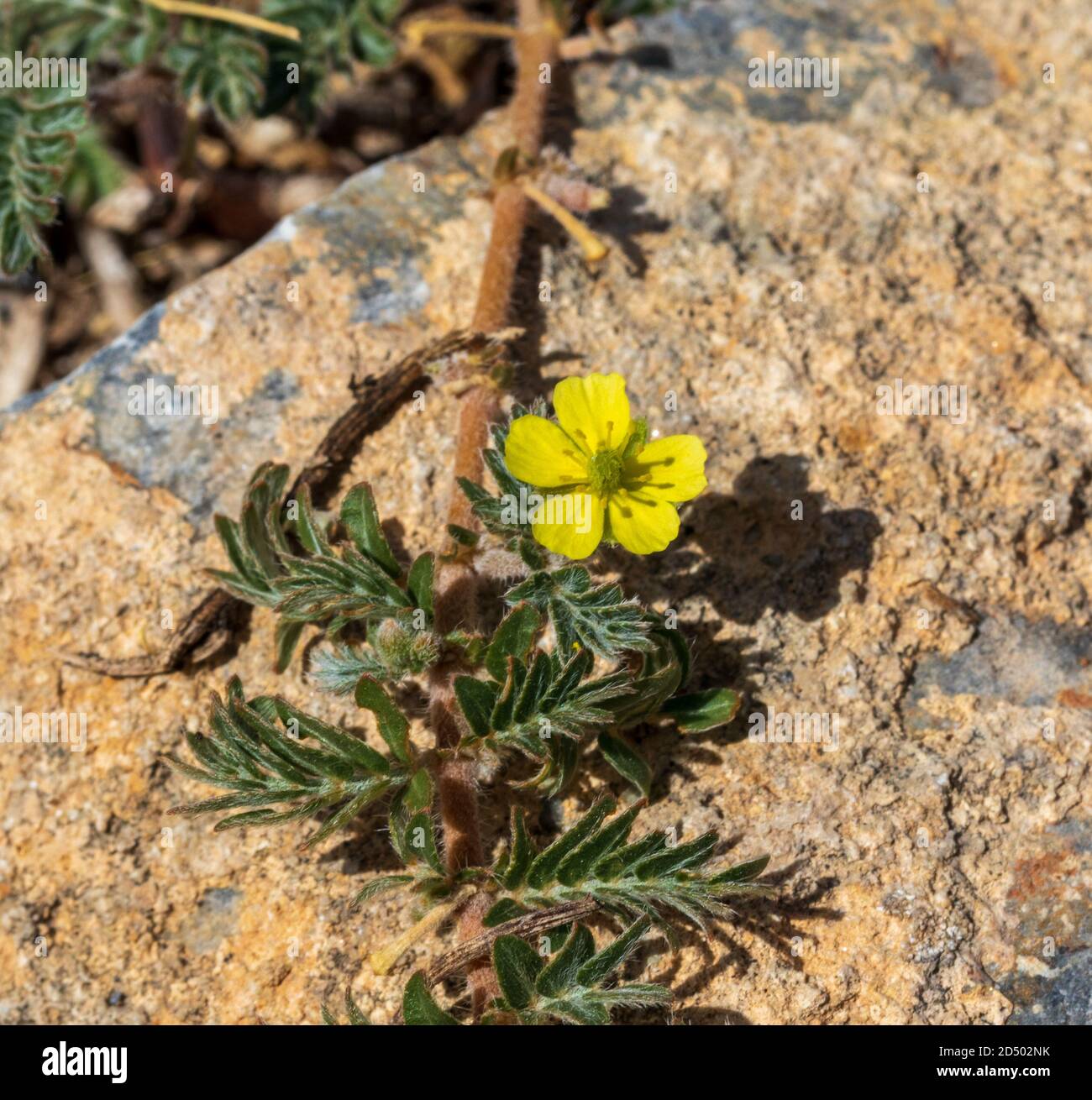 Tribulus terrestris, Devils Thorn Pflanze in Blume Stockfotografie - Alamy