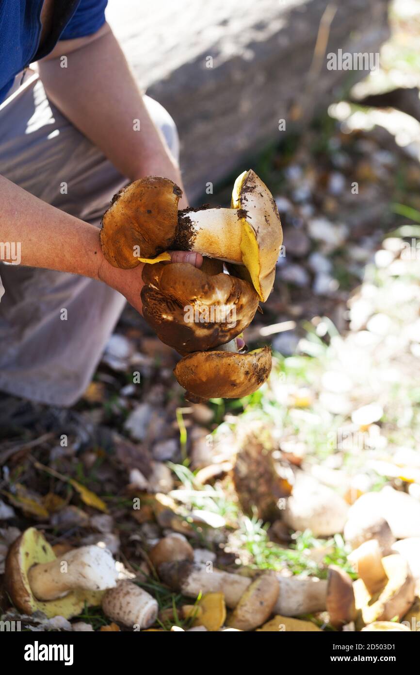Steinpilze in der Hand von Pilzsammler im Wald in der Herbstsaison. Ernte von essbaren Pilzen im Herbstwald an sonnigen Tagen gefunden. Stockfoto
