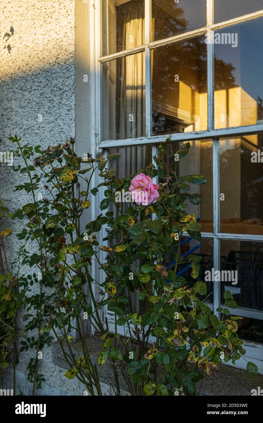Abendlicht und Schatten auf Schiebefenster mit rosa Rose, romantische atmosphärische und geheimnisvolle Bild, County Kildare, Irland Stockfoto