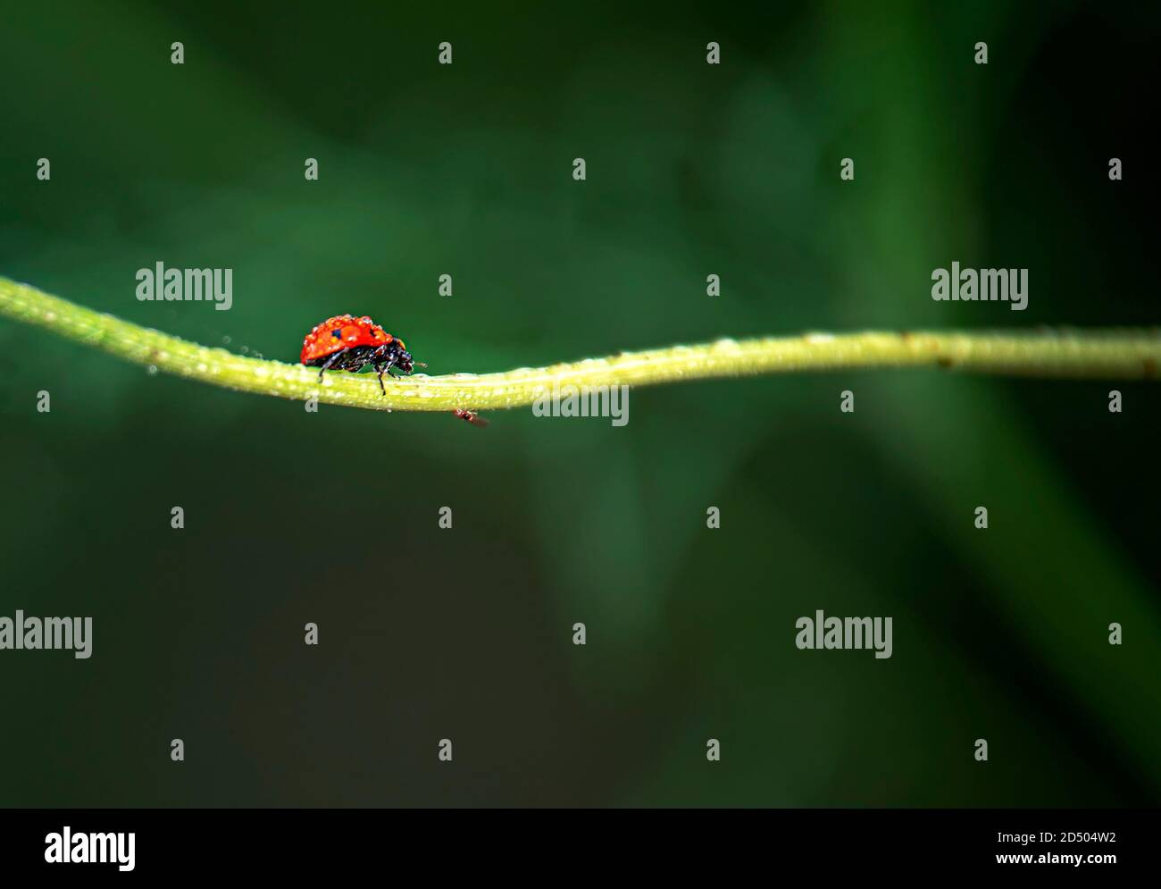 Coccinellidae ist eine weit verbreitete Familie kleiner Käfer mit einer Größe von 0.8 bis 18 mm. Stockfoto