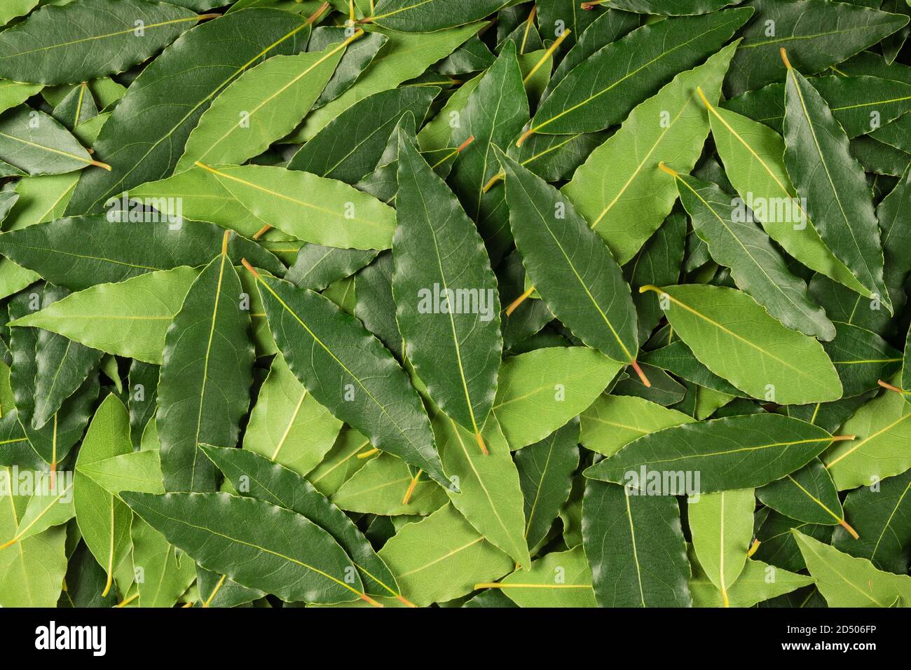 Grüner Hintergrund mit frischen Lorbeerblättern Stockfoto