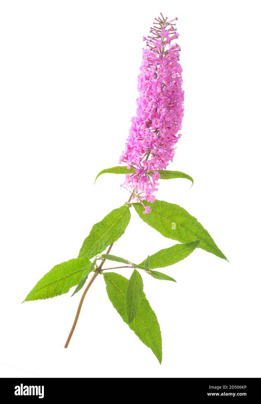 Buddleja Blumen isoliert auf weißem Hintergrund Stockfoto