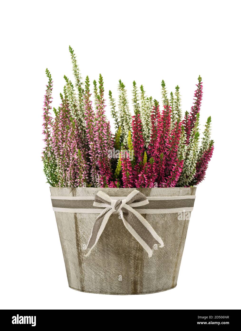 Lila Heidekraut Blumen in Vase isoliert auf weißem Hintergrund Stockfoto