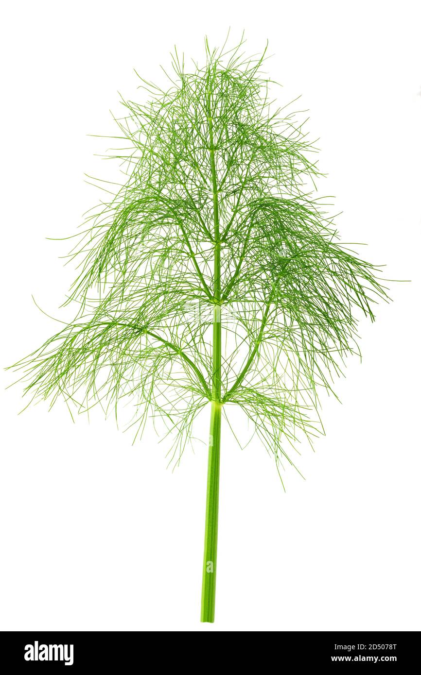 Frische Wildfenchel-Pflanze isoliert auf weißem Hintergrund Stockfoto