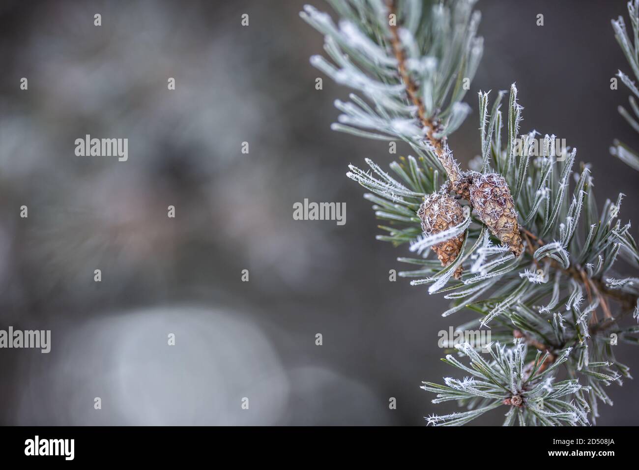 Gefrorener Tannenzweig mit Zapfen an einem winterlichen Tag Stockfoto