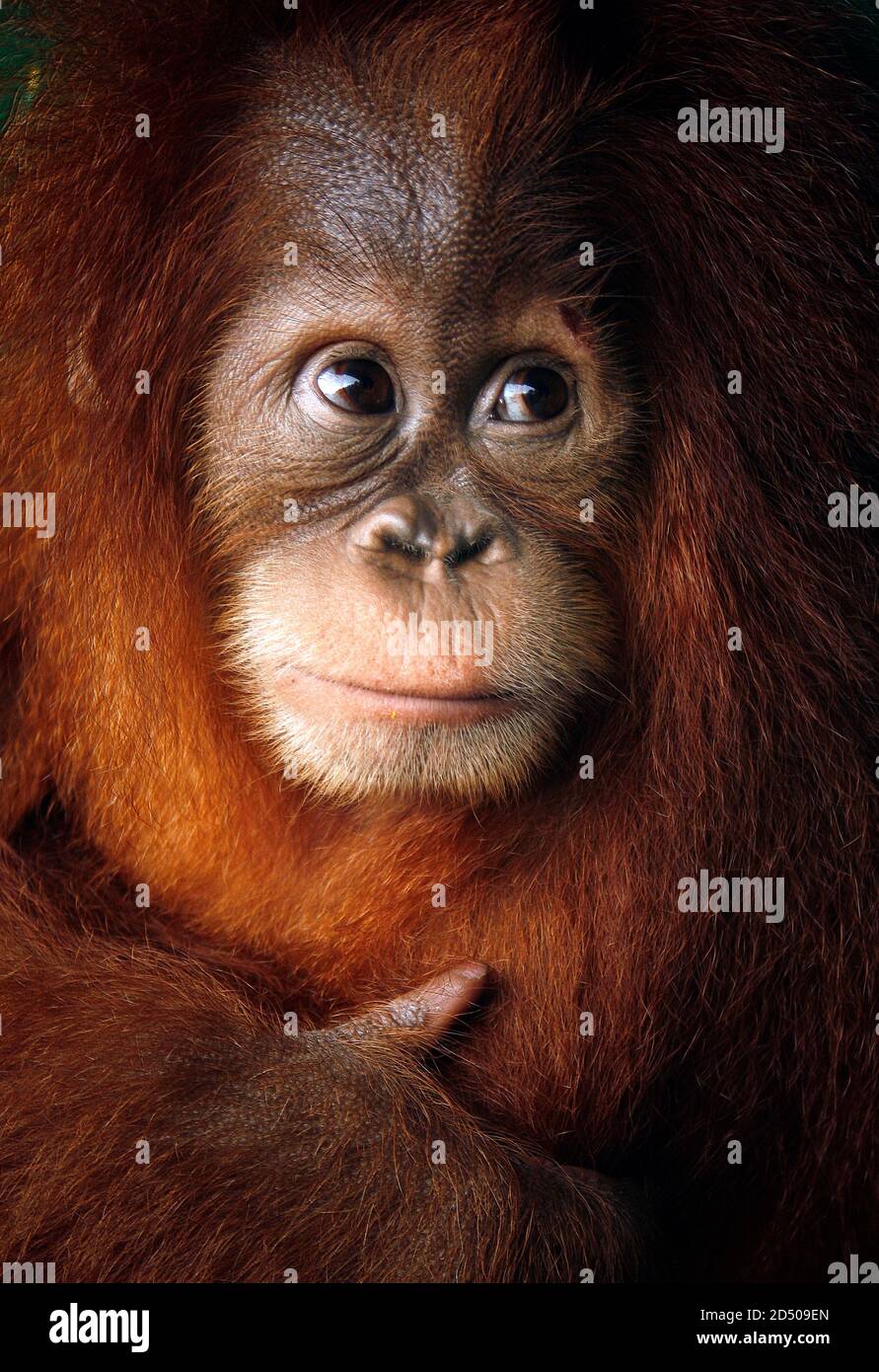 Baby Orang-Utan Gesicht Nahaufnahme detailliert in indonesien aufgenommen Stockfoto