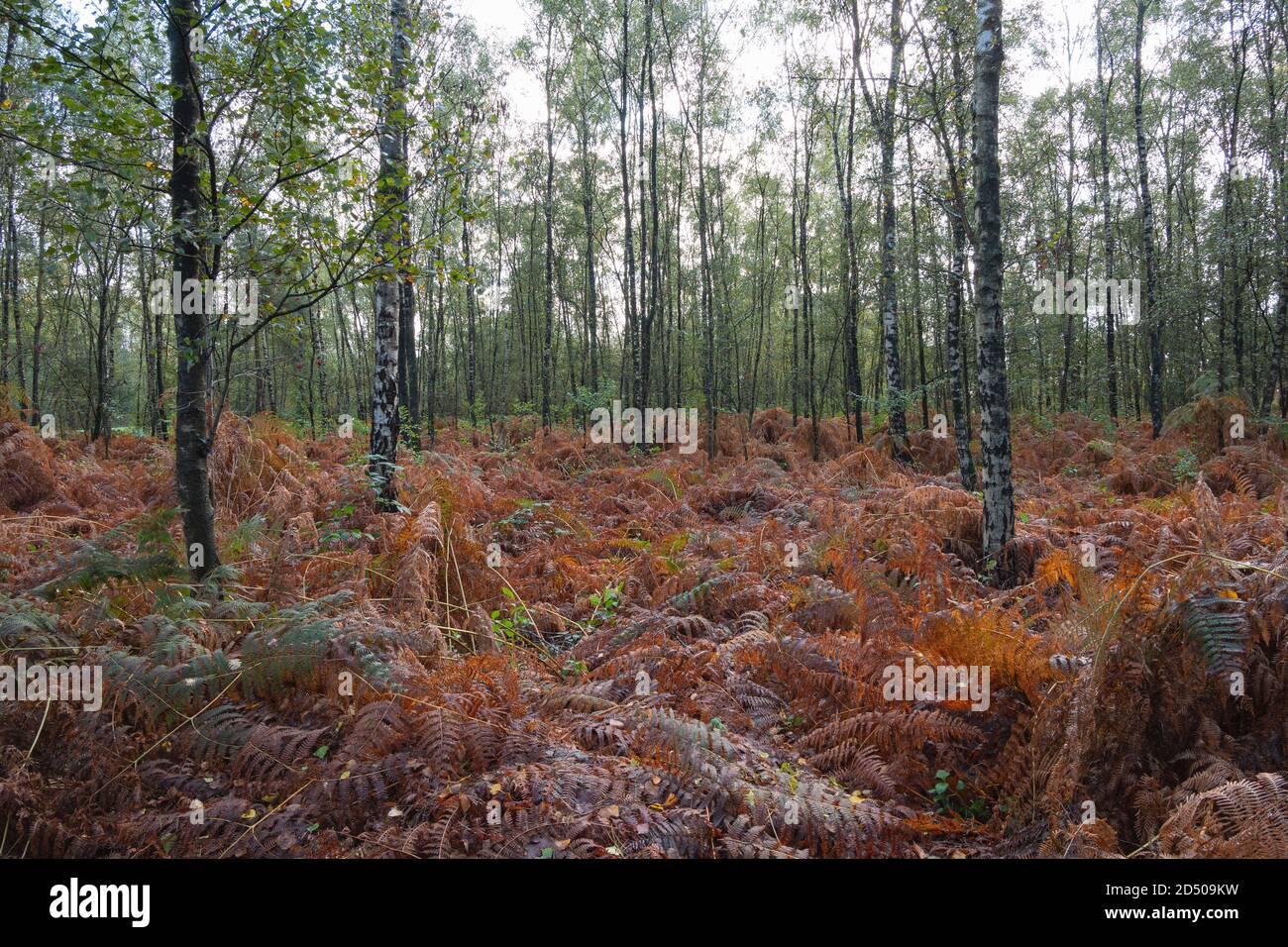 Herbst im Wald mit Farnen auf dem Boden mit Wunderschöne Herbstfarben Stockfoto