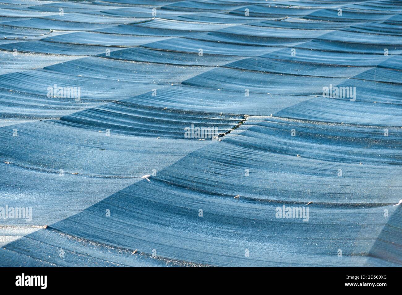 Blaue Vlies Unkrautbekämpfung Matte in Plantage, Fuji Stadt, Japan verwendet. Stockfoto