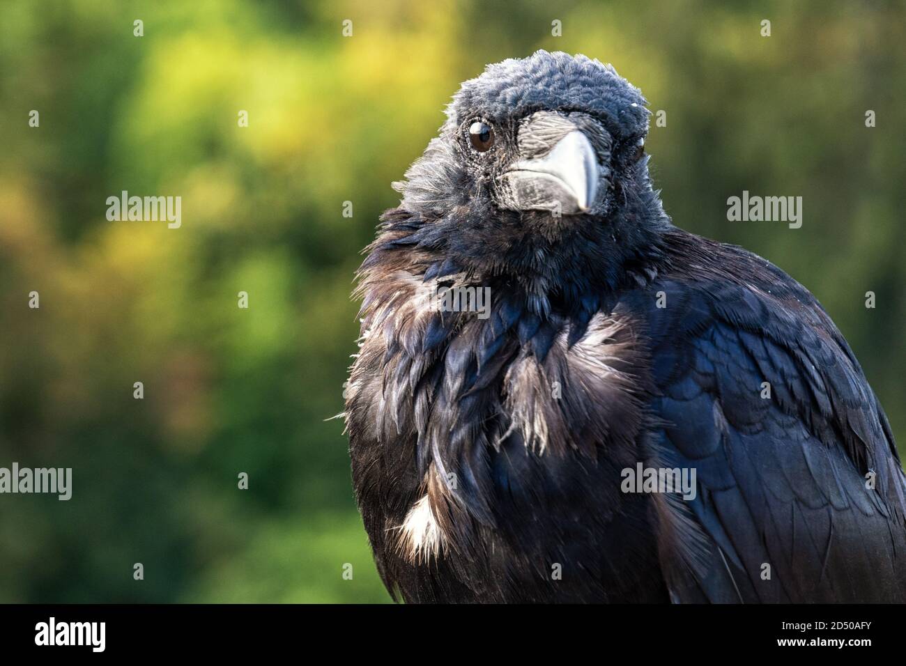 Porträt eines schwarzen Raben Stockfoto