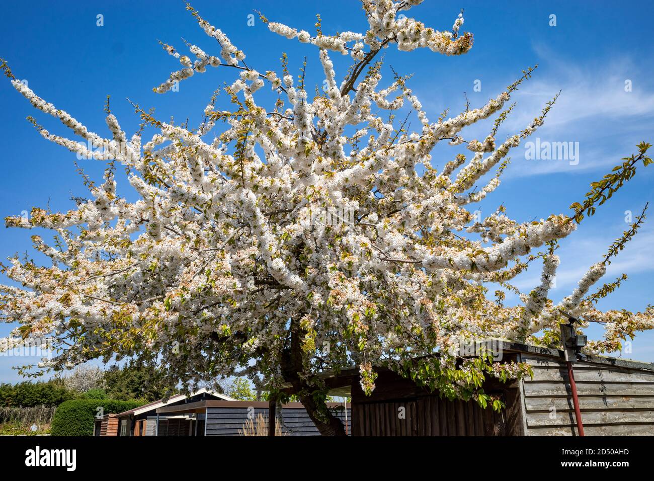 Cherry Blossom Bawdsey Suffolk Großbritannien Stockfoto