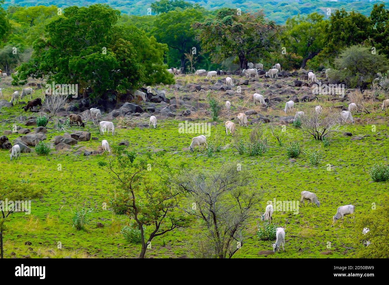 Die Savanne wird von grünem Gras und mehreren Bäumen dominiert Die sich vor dem Hintergrund von Bergen und Schluchten breit ausbreiteten Stockfoto