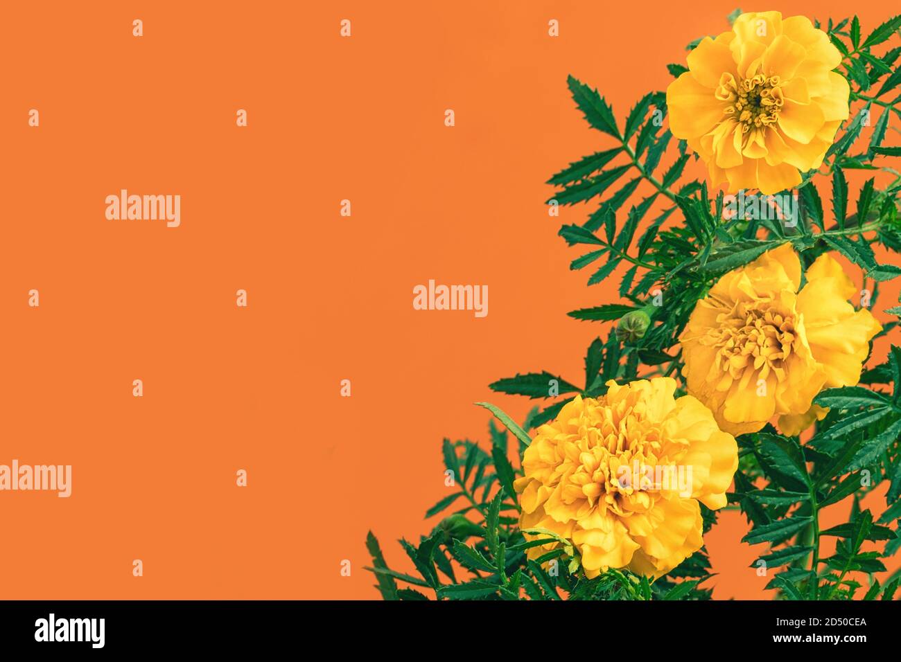 Ringelblumen auf orangefarbenem Hintergrund mit Kopierfläche Stockfoto