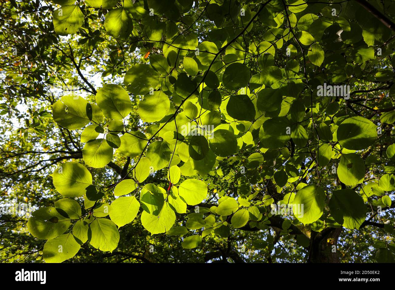 Styrax obassia / duftender schneebellbaum - große, breit eiige Blätter Stockfoto