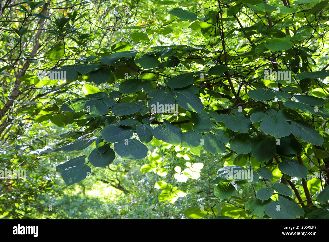 Styrax obassia / duftender schneebellbaum - große, breit eiige Blätter Stockfoto
