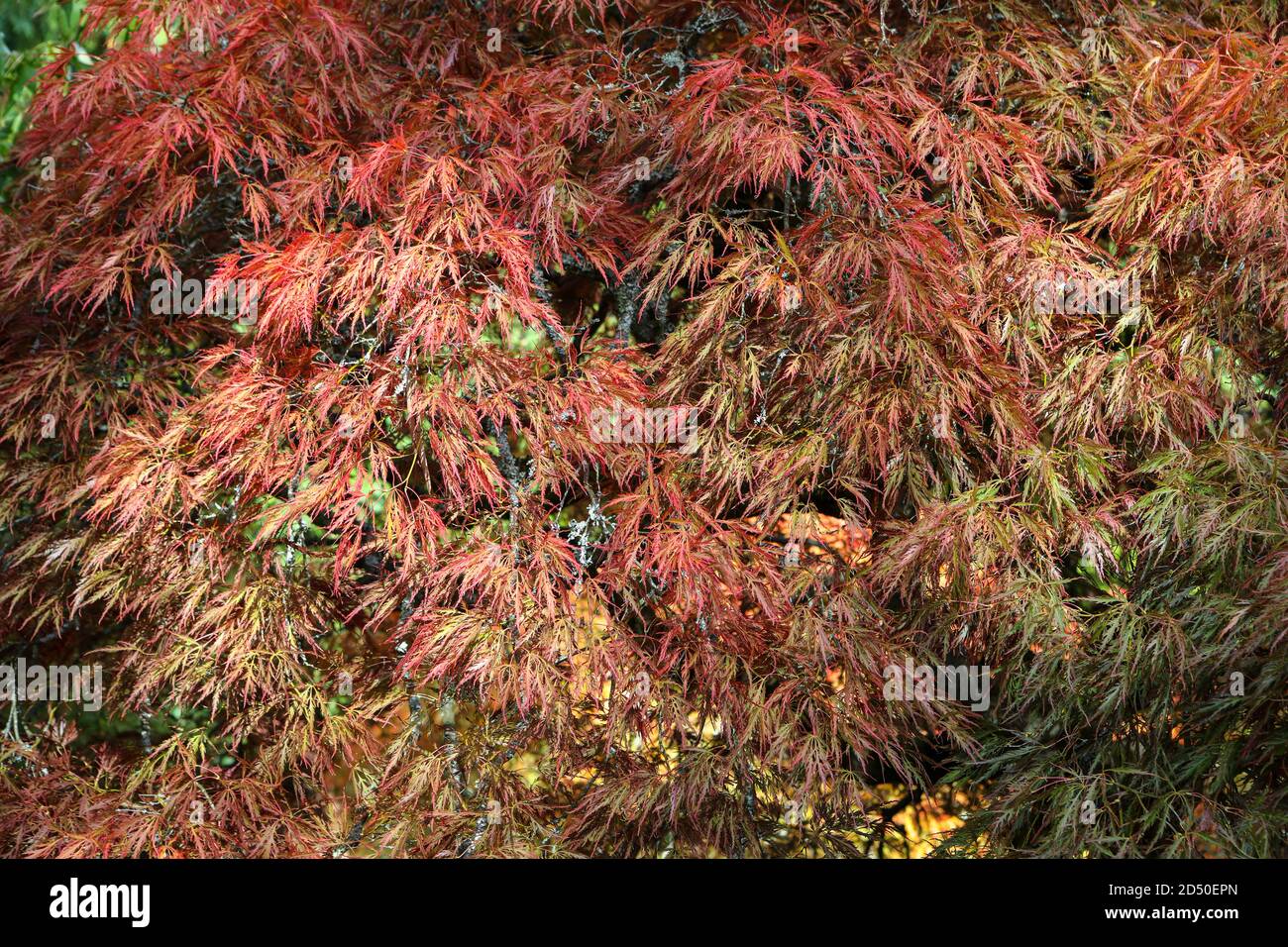Acer palmatum 'Dissectum' / Japanischer Ahorn 'Dissectum' Stockfoto