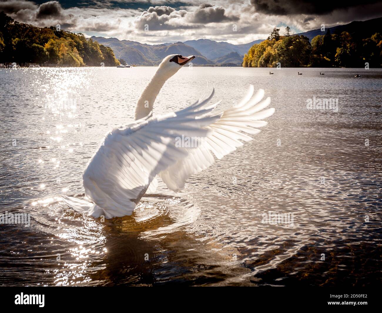 Schwan flatternd seine Flügel auf See Derwentwater in der englischen Lake District Stockfoto