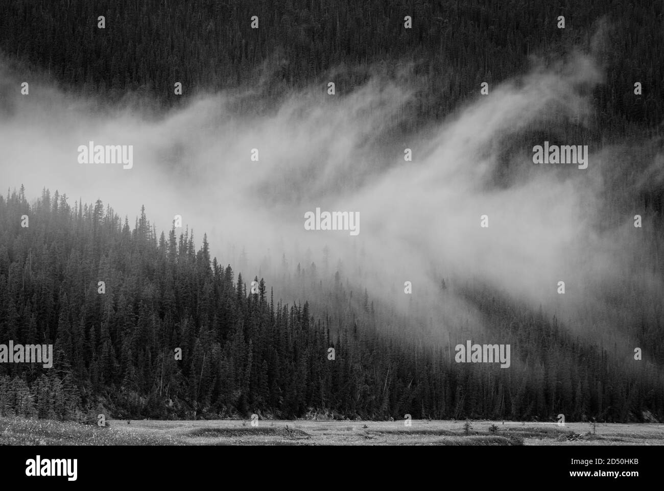 Nebliger Morgen - Icefields Parkway, Banff National Park. Stockfoto