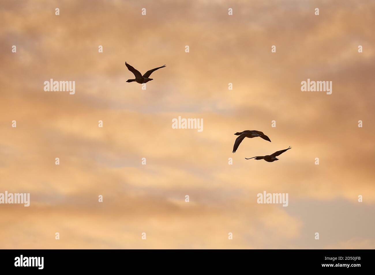 Gänse glying im Sonnenuntergang Stockfoto