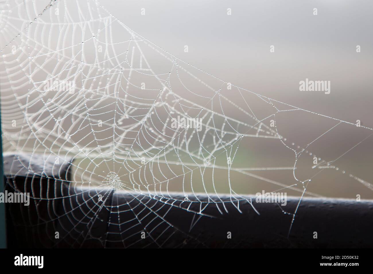 Ein schönes Spinnennetz oder Spinnennetz gegen den taufigen Morgen Nebel draußen Stockfoto