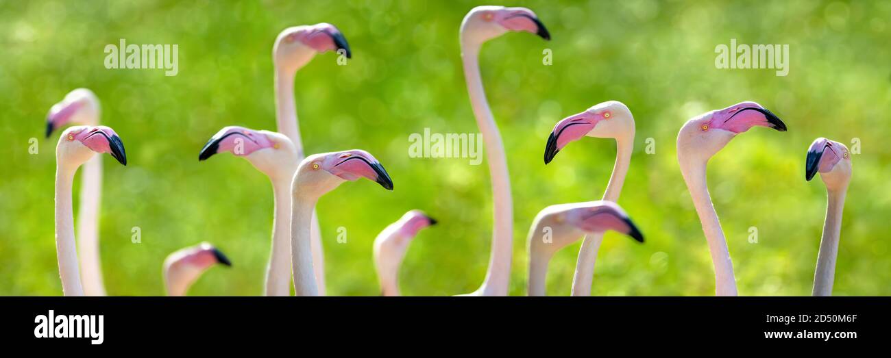 Große Flamingos, Phoenicopterus roseus, breite Social-Media-Banner auf einem Bokeh grünen Laub Hintergrund. Nahaufnahme einer Flamboyance, oder Herde, von severa Stockfoto