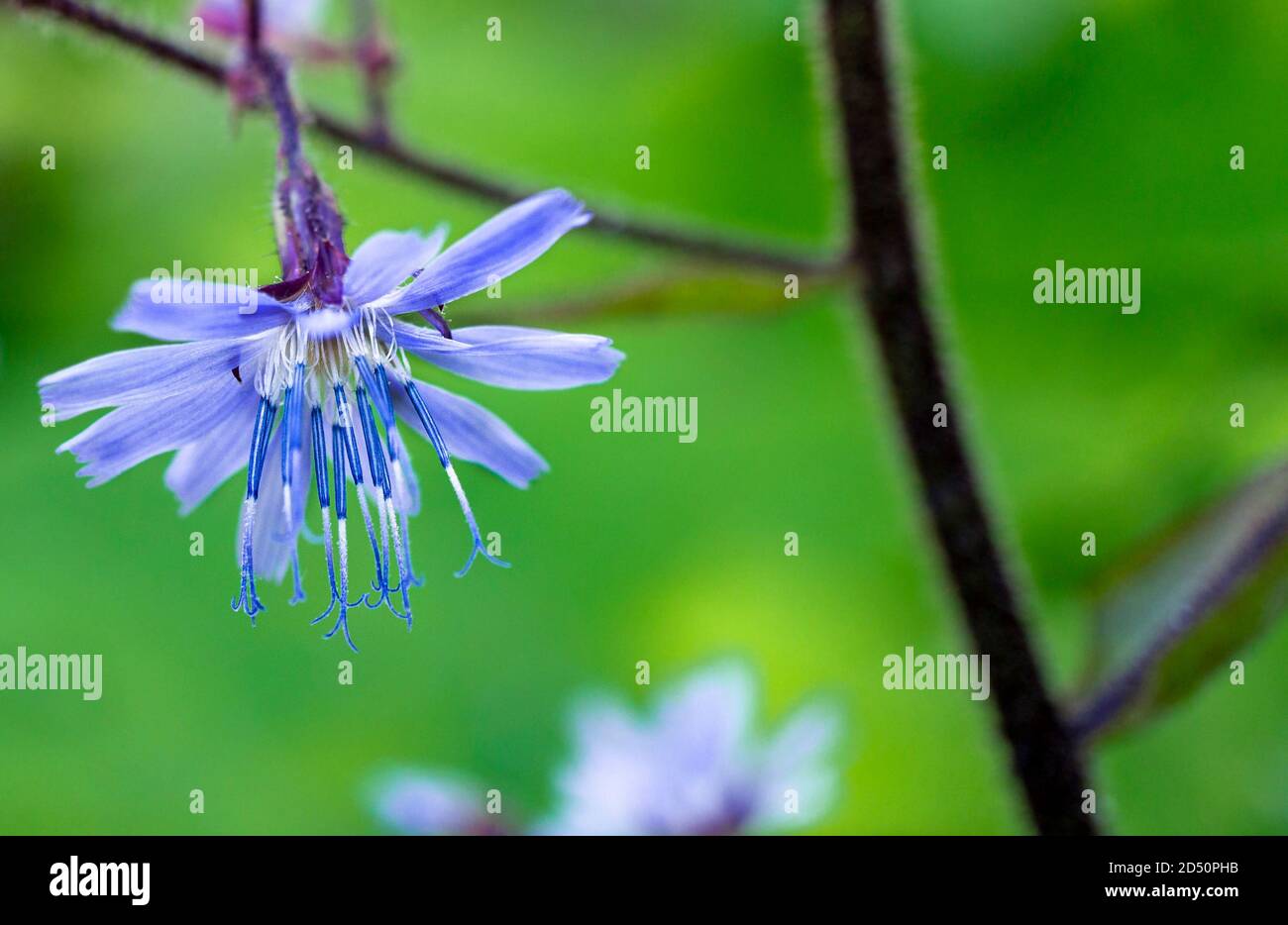 Nahaufnahme der blauen Zichorien-Blume mit Staubgefäßen auf grünem verschwommenem Hintergrund. Platz kopieren. Grußkarte Stockfoto