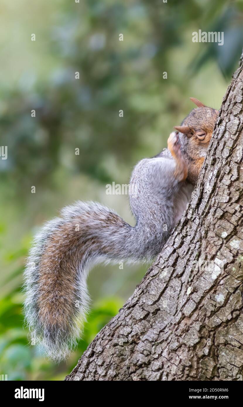 Eastern Grey Squirrel (Graue Eichhörnchen), Sciurus carolinensis, stoppen, um an einem Baum im Herbst in England zu kratzen. Porträt von Eichhörnchen kratzen. Stockfoto