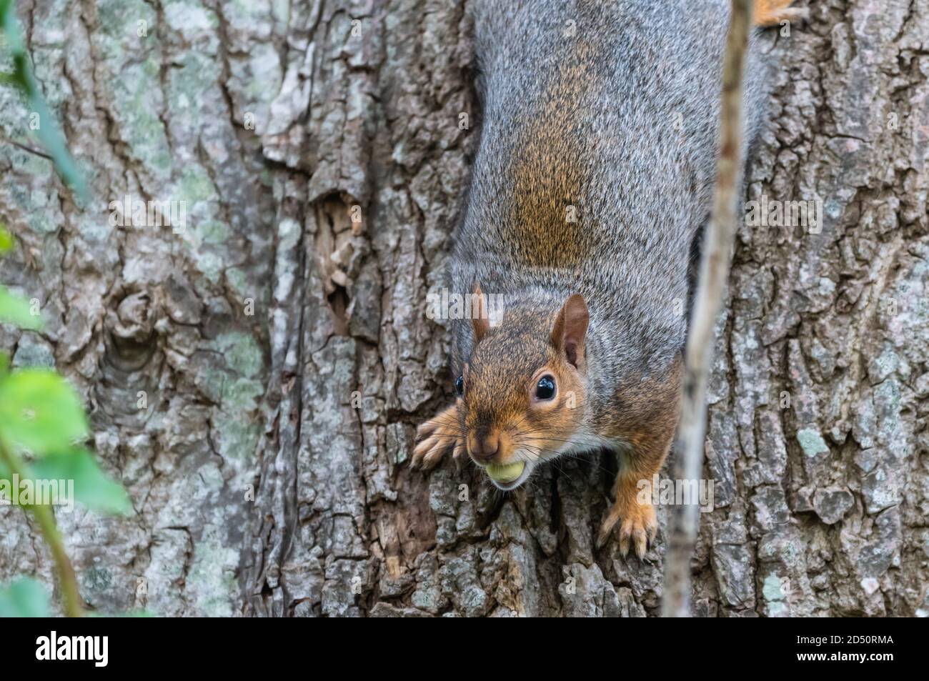 Eastern Grey Squirrel (Graue Eichhörnchen), Sciurus carolinensis, die im Herbst einen Baumstamm hinunter läuft und eine Eichel frisst in West Sussex, England, Großbritannien. Stockfoto