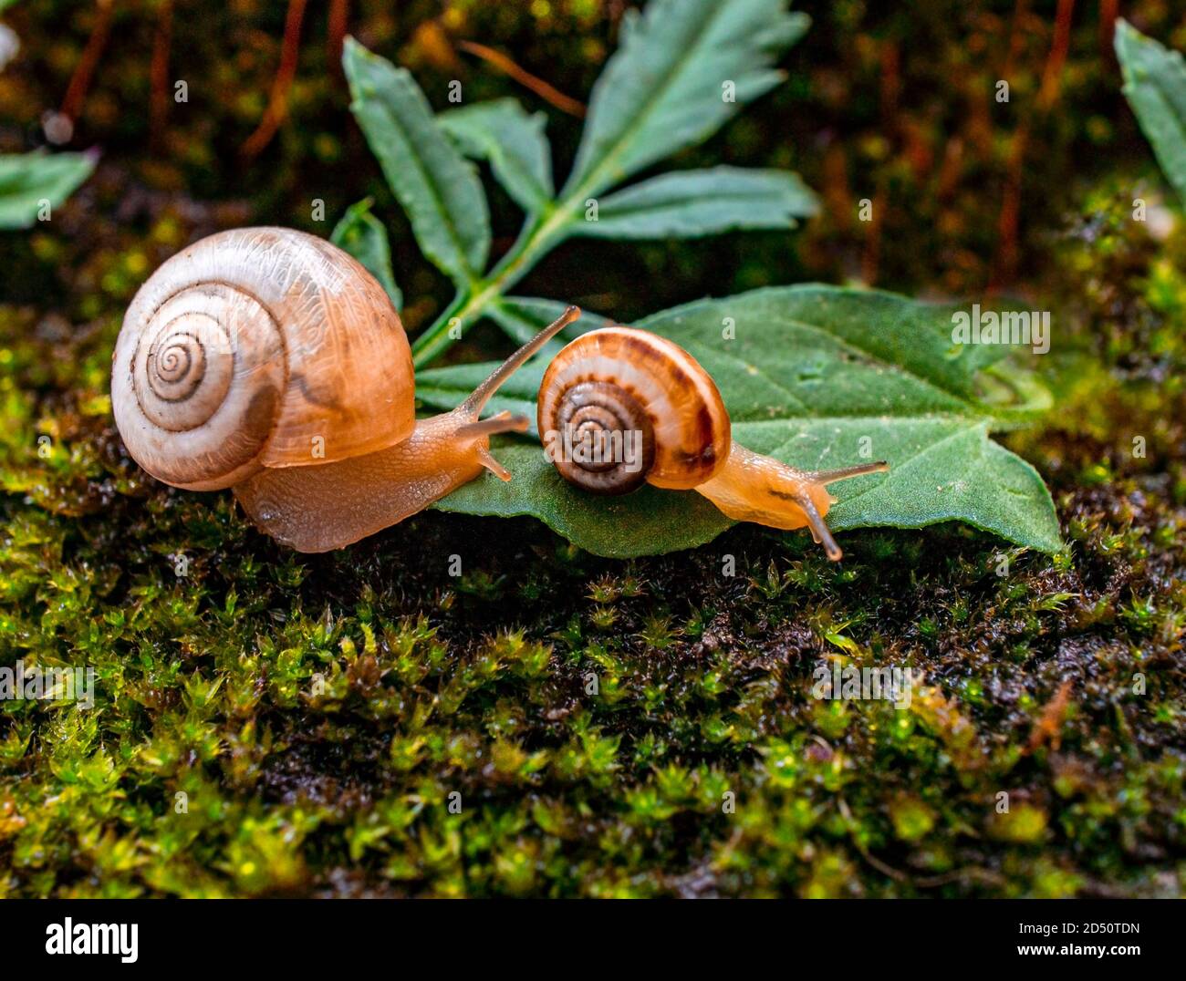 Zwei kleine Traubenschnecken krabbeln im Wald auf Moos und grünen Blättern. Makrofotografie, Poster Stockfoto