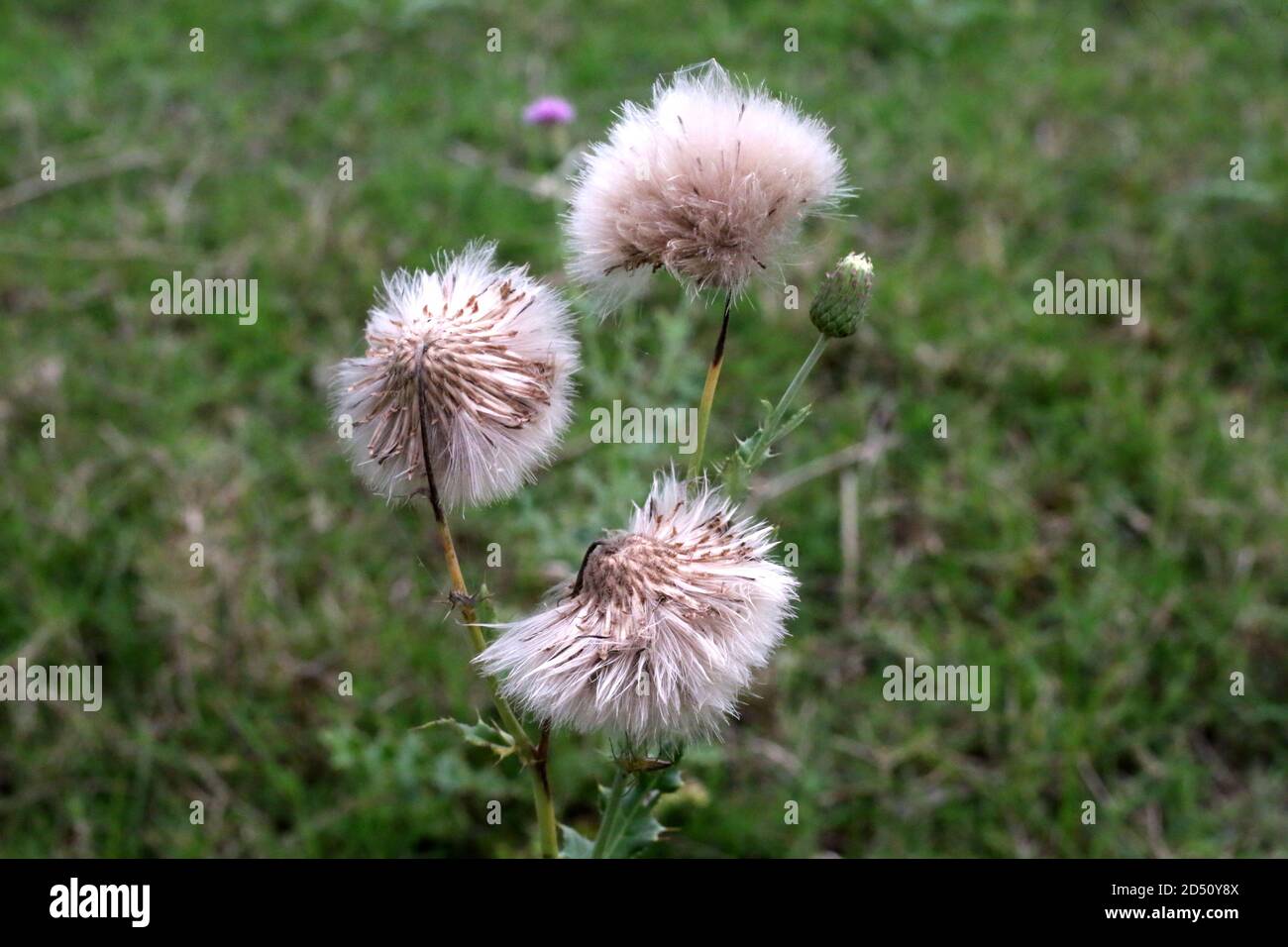 Wilde Blume Stockfoto