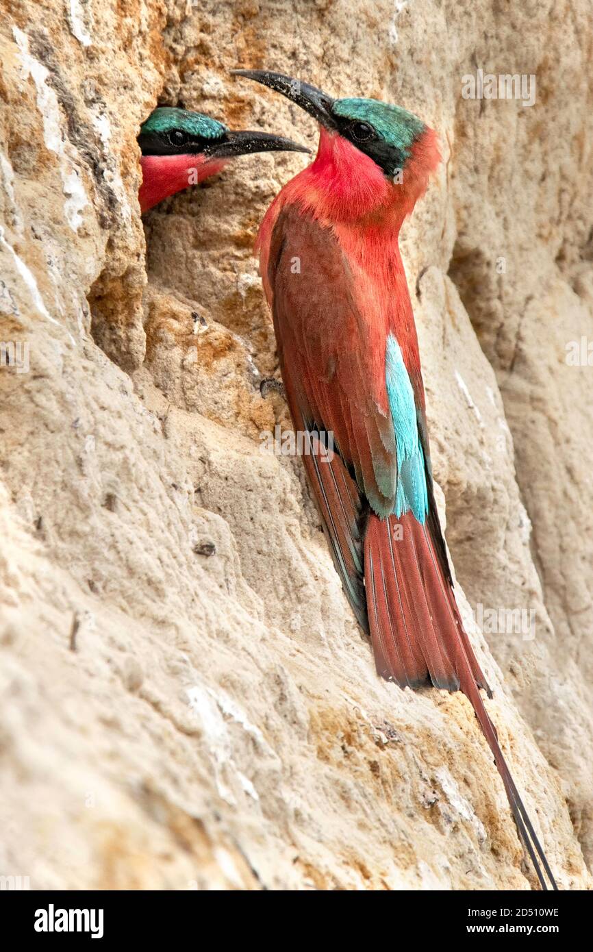 Ein südliche Carmine Bee Eaters in der Nähe seines Nestes in der Kuando Flussufer mit seinem Partner aus dem Loch. Stockfoto