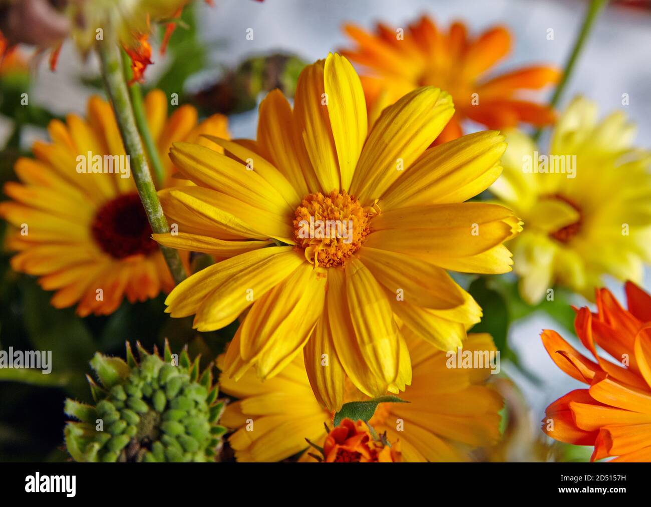Ringelblume, Calendula officinalis Nahaufnahmen Stockfoto