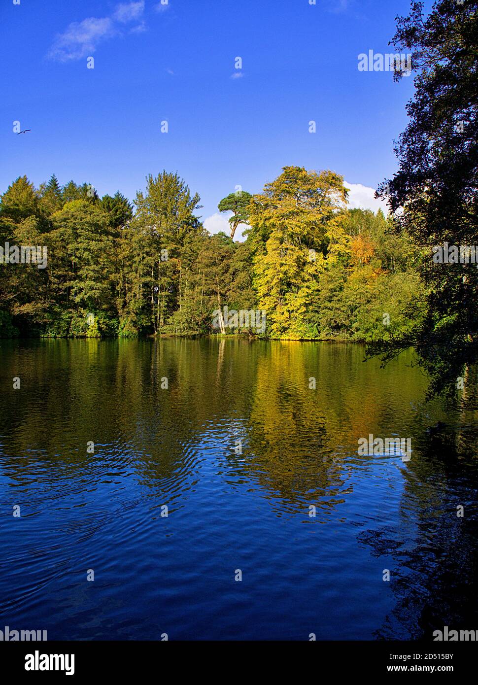 Herbstszene am Rozelle Park Lake, Ayr South Ayrshire, Schottland Stockfoto