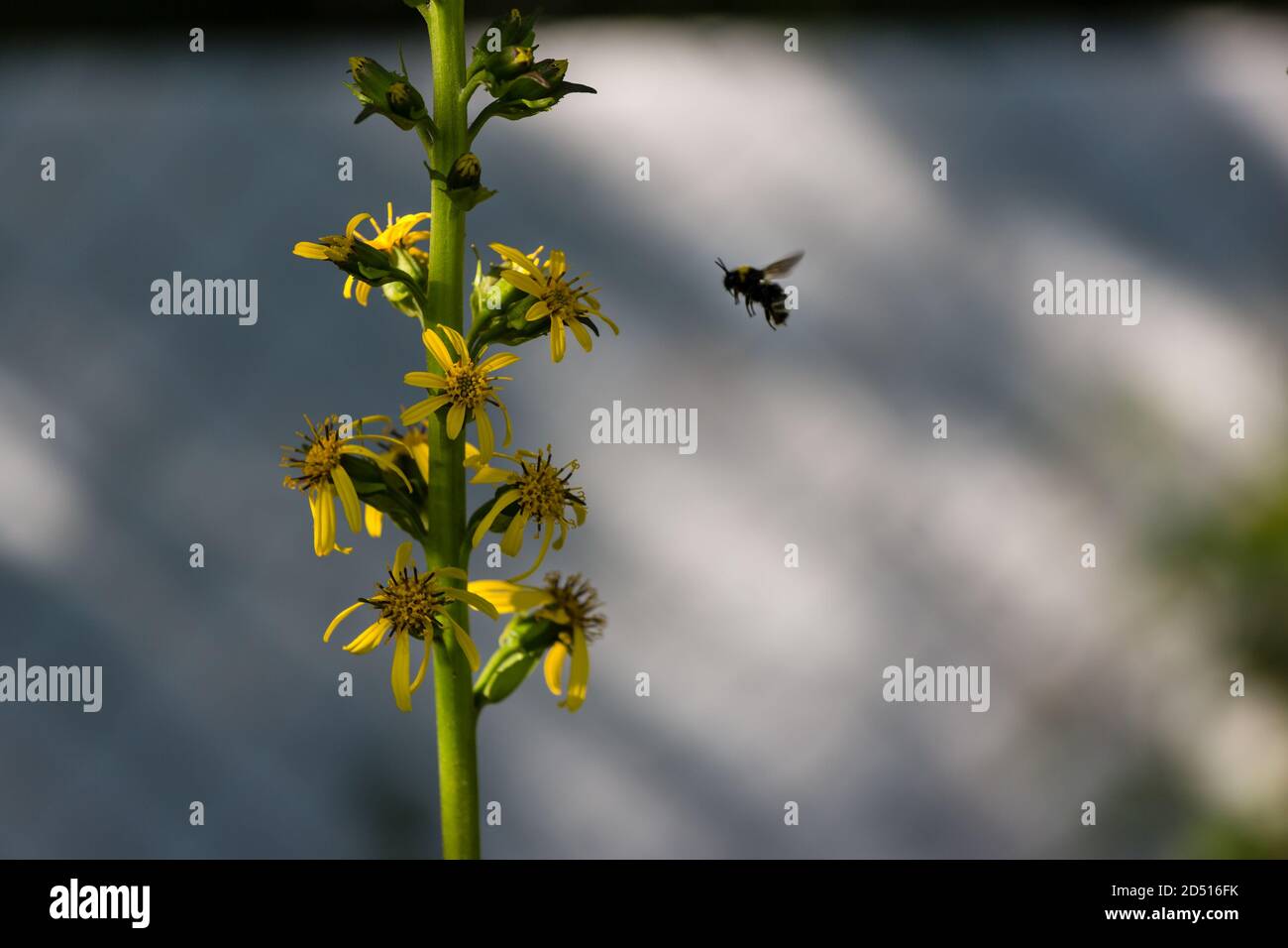 Bienen sammeln Pollen auf den gelben Blüten der Goldrute Stockfoto