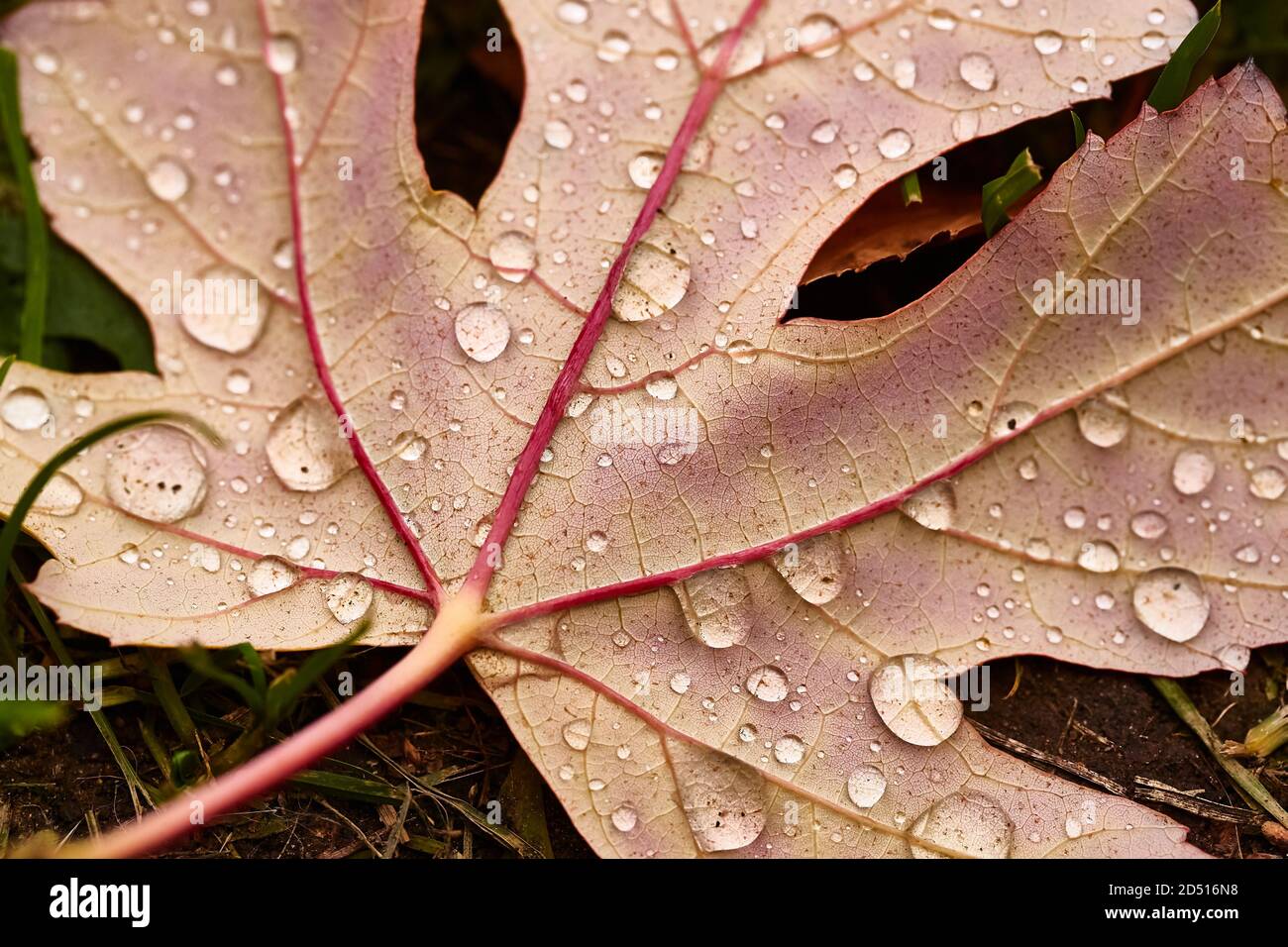 Herbst Blätter auf dem Boden mit Regentropfen Stockfoto