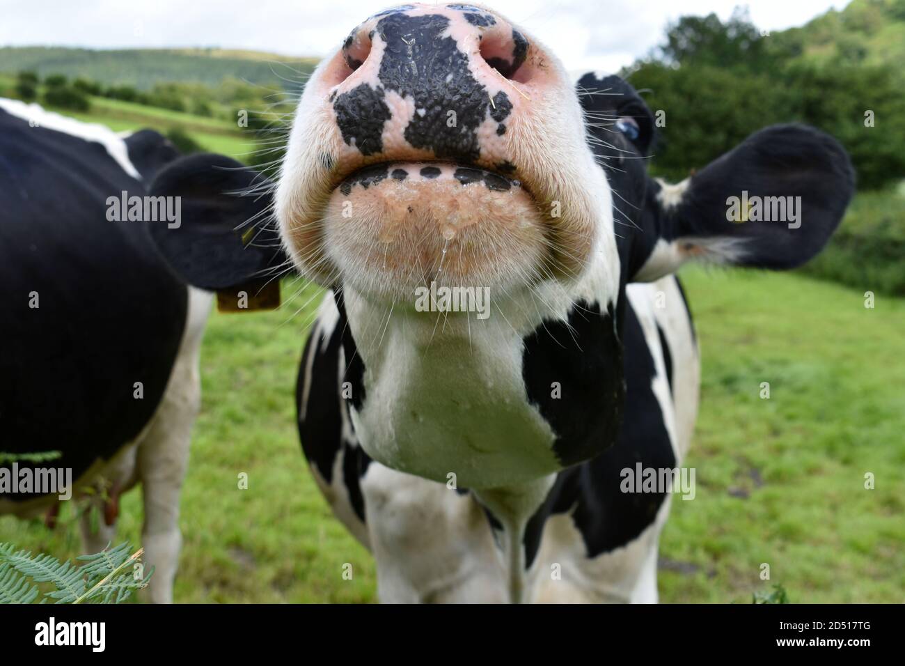 Nahaufnahme komisches Bild von Nase und Mund der Kuh, Kopf hochgehoben und zeigt Nasenlöcher und Ohren aus. Schwarz-weiße Kuh im grünen Feld im Sommer Stockfoto