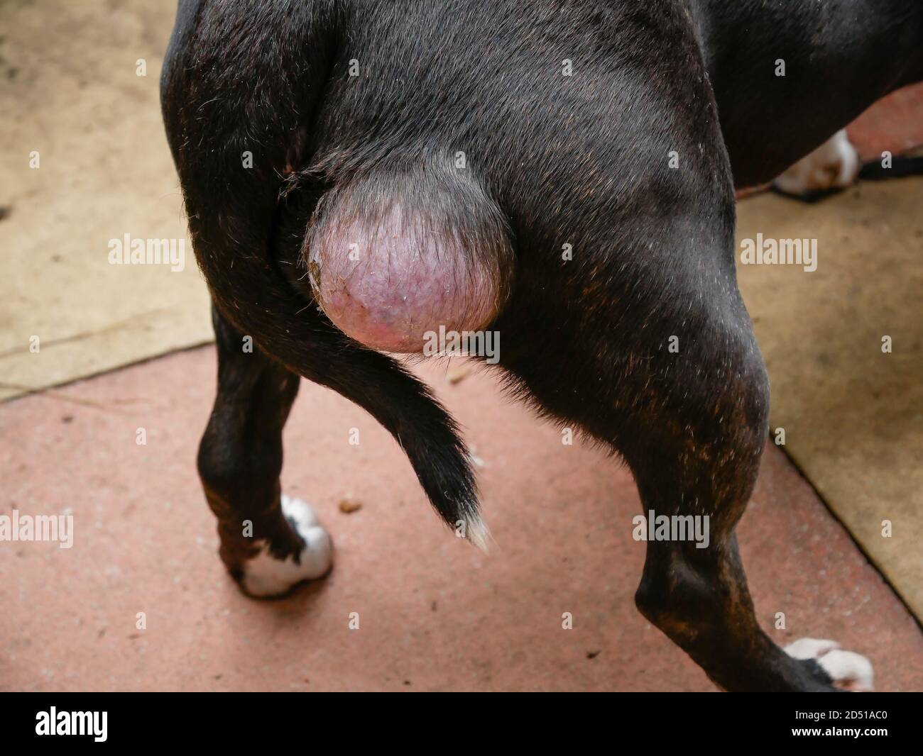 Große Zyste auf Hunde unten Stockfotografie - Alamy