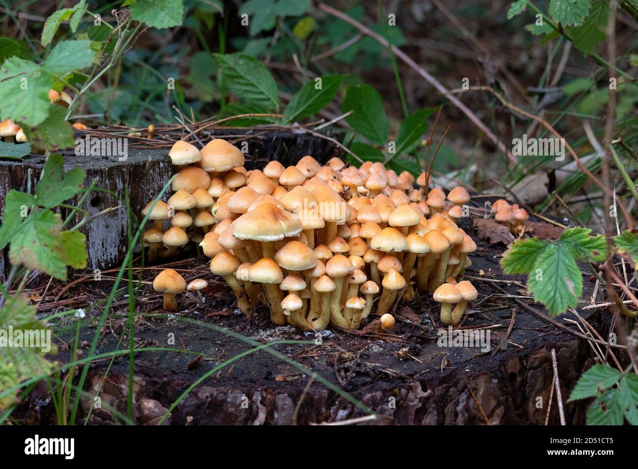 Cluster von Hypholoma-Dispersionspilzen auf totem Holz im Herbst In den Wäldern Stockfoto