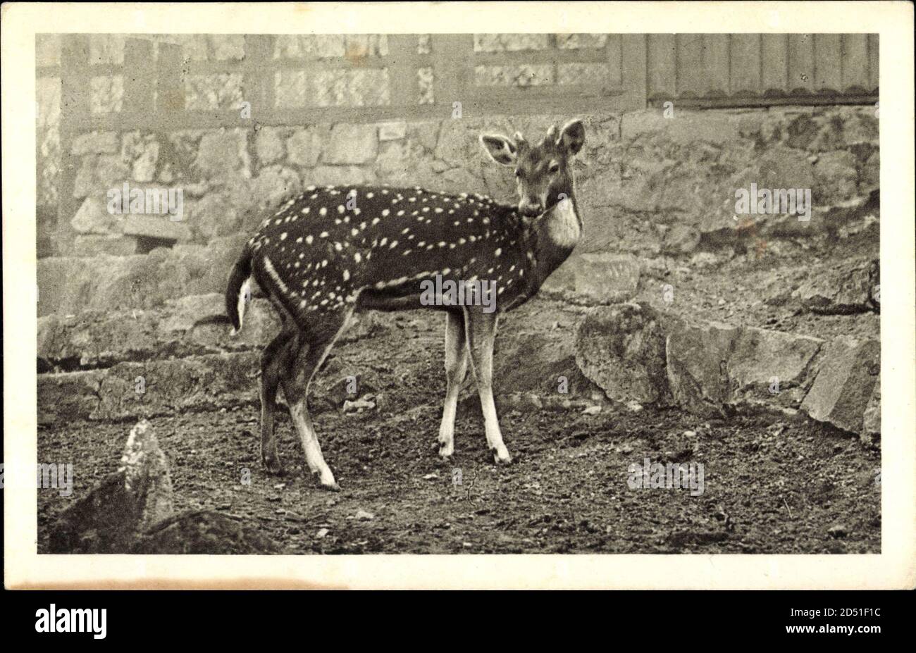 Wien, Schönbrunn, Menagerie, Axishirsch, Rusa Achse L weltweit im Einsatz Stockfoto