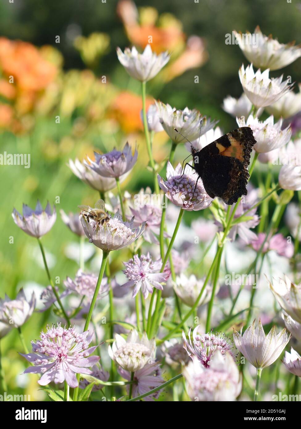 Große Sternpflanze Astratia major mit Insekten sammeln Pollen in einem Sommergarten Stockfoto