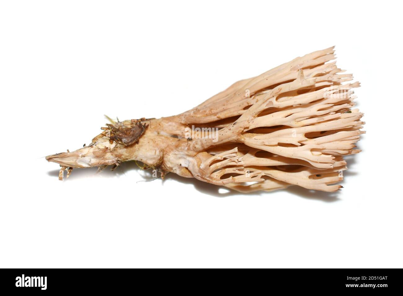 Korallenpilz Ramaria suecica isoliert auf weißem Hintergrund Stockfoto