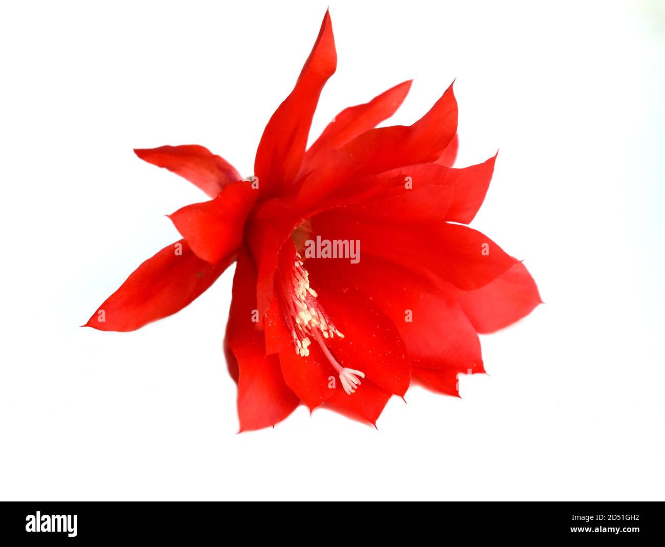 Epiphyllum Orchidee Kaktus rote Blume isoliert auf weißem Hintergrund Stockfoto
