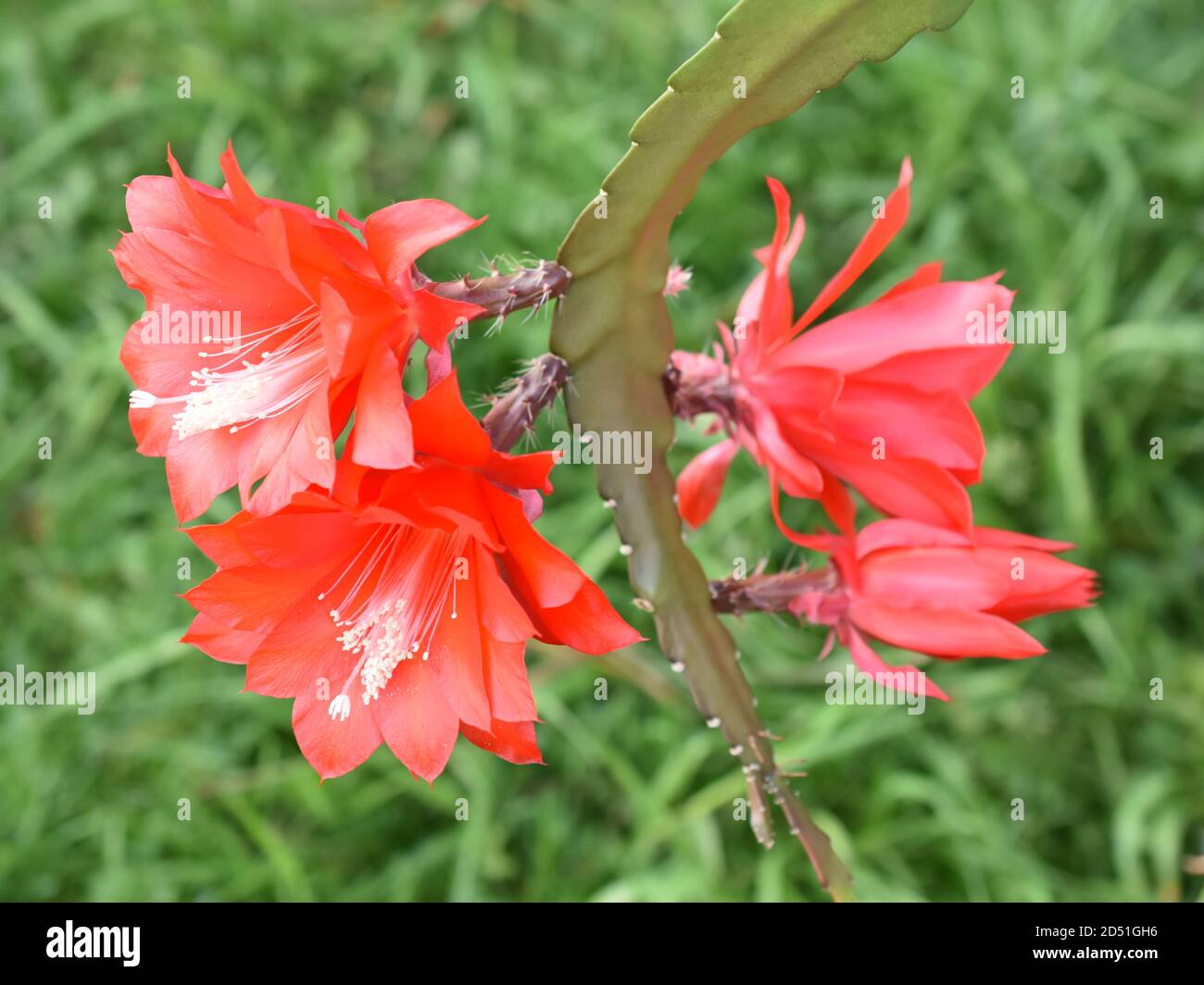 Epiphyllum Orchidee Kaktus rote Blume isoliert auf grünem Hintergrund Stockfoto