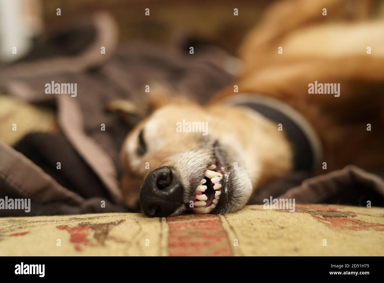 Selektives Fokusbild eines schlafenden Windhundes saluki Cross lurcher Mit Fokus auf seine Vorderzähne Stockfoto